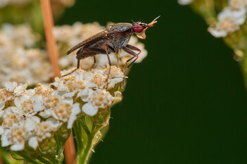 A fly on danubian forest in summer season, Slovakia