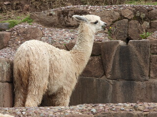 Lama © Christine