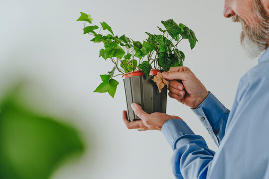 Businessman holding dry ivy leaf over potted plant in front of white wall