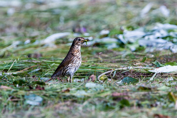 Singdrossel (Turdus philomelos)