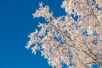 Swedish winter landscape in the countryside with birch trees when the snow has settled nicely on the trees in a very cold temperature -18 degrees.
