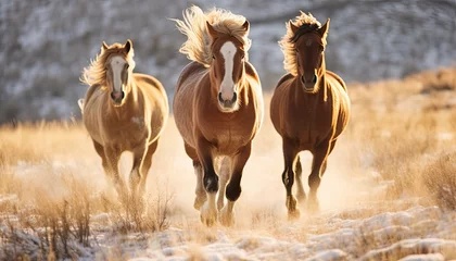 Foto op Plexiglas group of three wild horses running towards the camera over a dry plain © Salander Studio