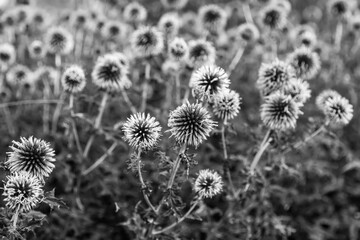 Echinops in black and white colors. Herbaceous perennial prickly plant Mordovnik.