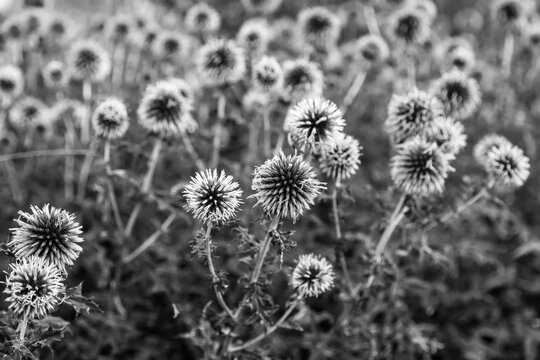 Echinops in black and white colors. Herbaceous perennial prickly plant Mordovnik. © Сергей Жмурчак