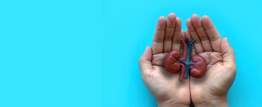 Concept of World kidney day, National Organ Donor Day, donation, diagnosis, protection and treatment. Healthcare banner. Hand holding kidney model.