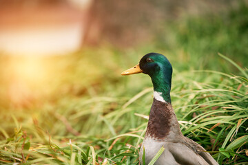 A beautiful portrait of a green-headed mallard duck in nature. The duck is resting on the grass...