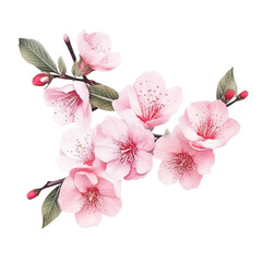 Pink sakura blossom watercolor isolated, generative ai