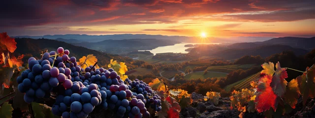 Zelfklevend Fotobehang Ripe grapes hung on vineyards of grape trees. In the morning vineyard. © alexkich