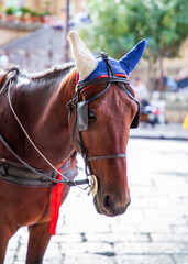 Obraz premium Horse in harness on a city street