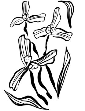 Orqu&iacute;dea Monje Blanca ilustraci&oacute;n vectorial fondo transparente. Flora y fauna de M&eacute;xico.