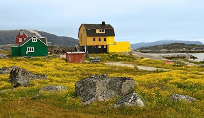 colorful houses and  yellow arctic poppies on the rocky shore of the remote fishing village of nanortalik island in summer, in southern greenland © Nina