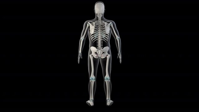 Obturator Externus Muscles on Whole Human Body