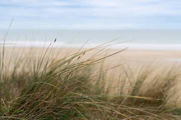 Fototapeta premium sand dunes and grass