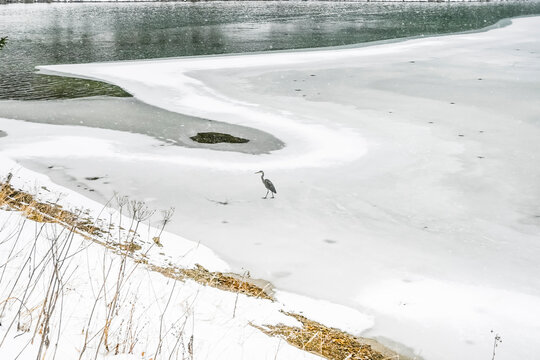 Lenzerheide, Valbella, Heidsee, Bergsee, Uferweg, Eisfl&auml;che, Eis, Vogel, Winterwanderung, Winterlandschaft, Seeufer, Alpen, Wald, Tannen, Winter, Schnee, Schneefall, Graub&uuml;nden, Schweiz