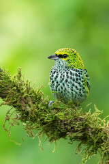 Speckled tanager (Ixothraupis guttata) close up, Costa Rica.
