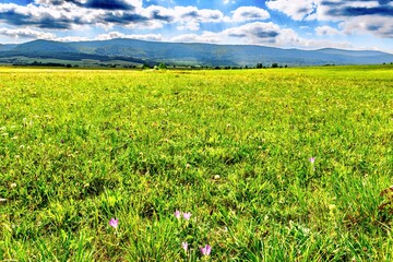 Alpine meadows in the Carpathians, Poland. View of an apiary with colorful beehives.	