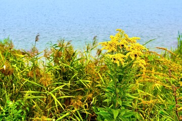 Beautiful yellow wild flowers on the shore of a lake, Poland.