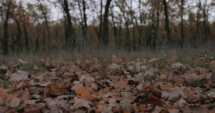 Close-up walking feet of bride on fallen autumn leaves.