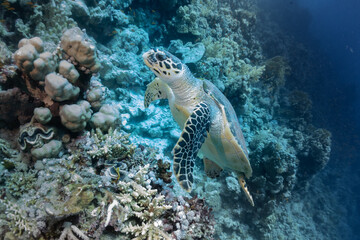 swimming turtle