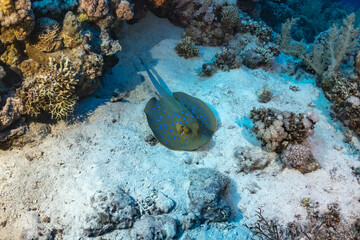 sting ray in the sea