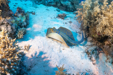 sting ray in the red sea