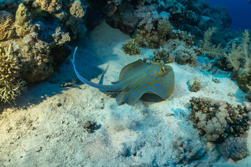 stingray in Egypt