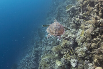 Fototapeta na wymiar swimming turtle in the red sea