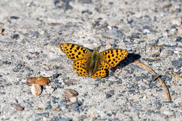 Kleiner Perlmuttfalter (Issoria lathonia)