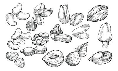 nuts handdrawn collection