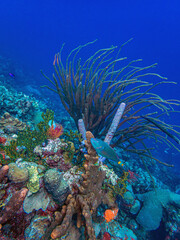 Caribbean coral garden, Bonaire, vase sponge