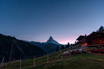 Night scene of Matterhorn mountain with starry and flock of sheep in stall by wooden hut at...