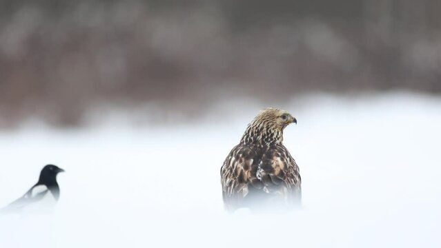 landing Rough-legged Buzzard Buteo lagopus in the fields in winter snow, buzzards in natural habitat, hawk bird on the ground, predatory bird close up winter bird, Poland Europe