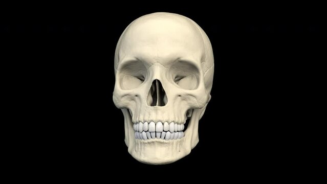 Skull chatters his teeth - 3d render looped with alpha channel.
