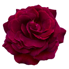 Single Dark red rose is on transparent background. Detail for creating a collage