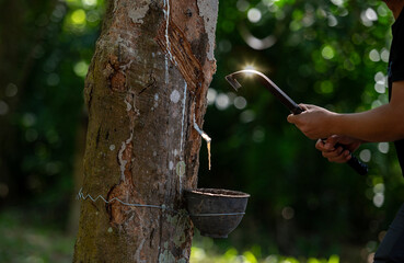 Female rubber planters Using a rubber cutter knife.