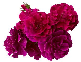 Beautiful bouquet of four magenta roses isolated on white background. Detail for creating a collage - 691402786