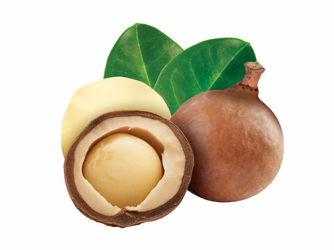Shea butter half butter with whole fruit isolated. Vitellaria paradoxa