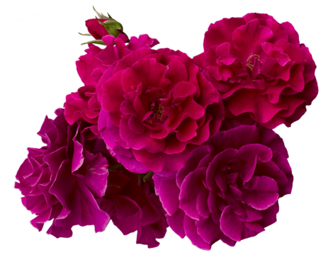 Beautiful bouquet of four magenta roses isolated on white background. Detail for creating a collage