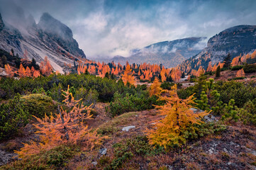 Gloomy autumn view of Tre Cime Di Lavaredo National Park with orange larch trees. Fantastic morning scene of Dolomite Alps, Auronzo Di Cadore, Italy, Europe. Beauty of nature concept background. - obrazy, fototapety, plakaty