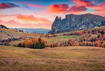 Captivating sunset in Alpe di Siusi ski resort with beautiful yellow larch treeforest. Unbelievable autumn view of Schlern (Sciliar) peak, Dolomite Alps, Ortisei locattion, Italy.  - obrazy, fototapety, plakaty