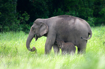 Herd of wild Asian elephants eating grass - 691405318