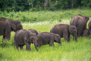 Herd of wild Asian elephants eating grass - 691405332