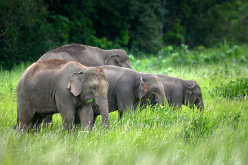 Herd of wild Asian elephants eating grass