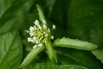 Ackerhellerkraut, Thlaspi arvense L., Einzelpflanze,  Pflanzendetail,  Nahaufnahme,  Makro