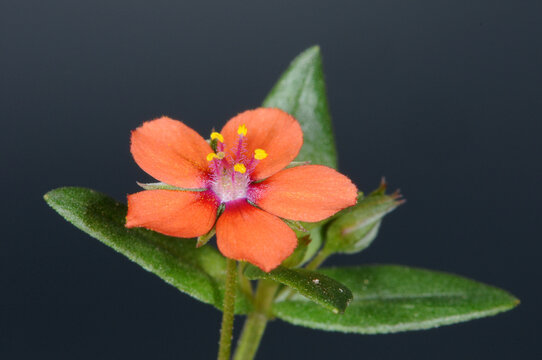 Acker-Gauchheil,  Anagallis arvensis L., Einzelpflanze in der Blüte