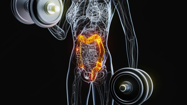 4K abstract animation of the gut