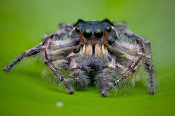 spider on a green leaf