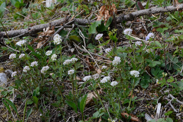 Baldrian,  Berg,  Valeriana montana L.