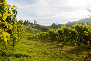 Fototapeta na wymiar The road is overgrown with grass along the hillside between rows of grapes. Austria
