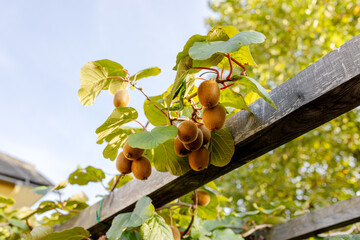 A branch with ripe kiwi fruits on a support